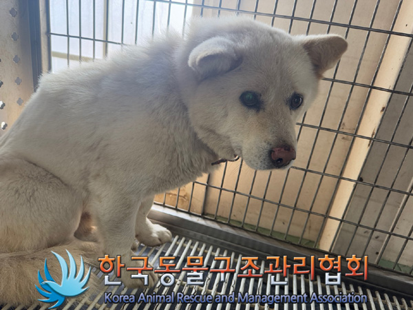 한국동물구조관리협회_441559202401350